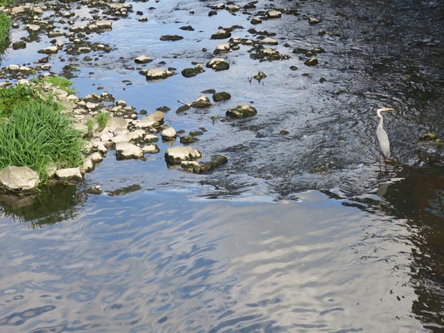 Цапля в река Баллибох