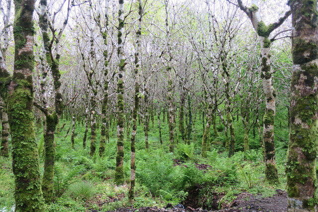 Ирландские берёзы