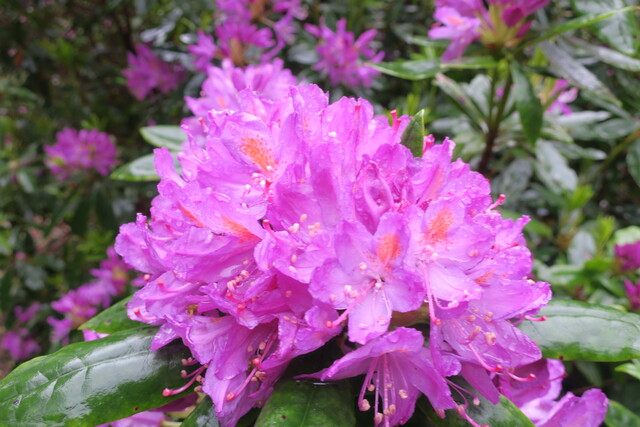 Макрофото цветка