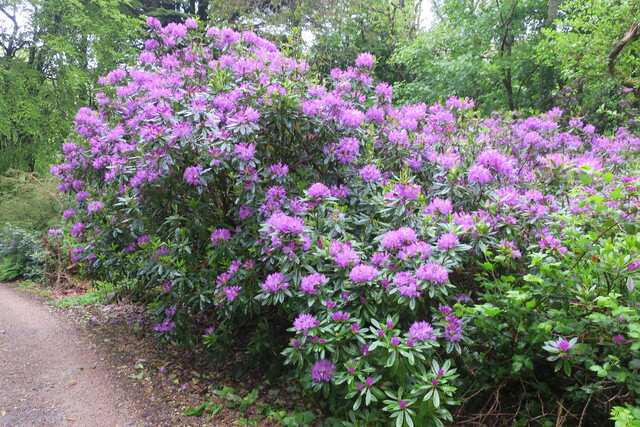 Цветущий куст