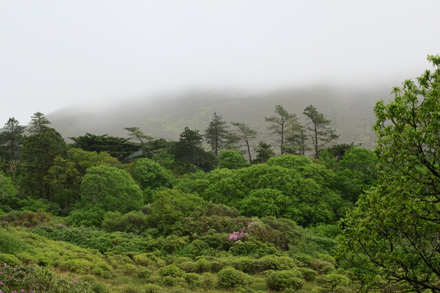 Живописный туман