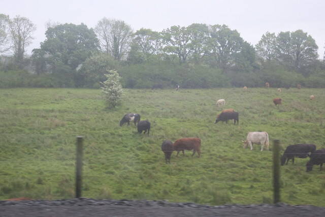 Коровы пасутся в Ирландии