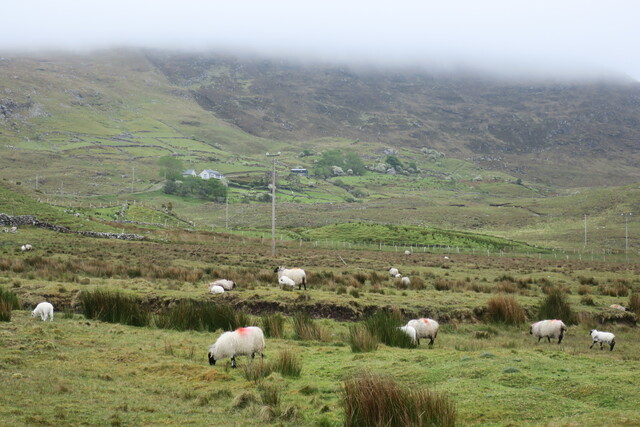 Овцы в Ирландии