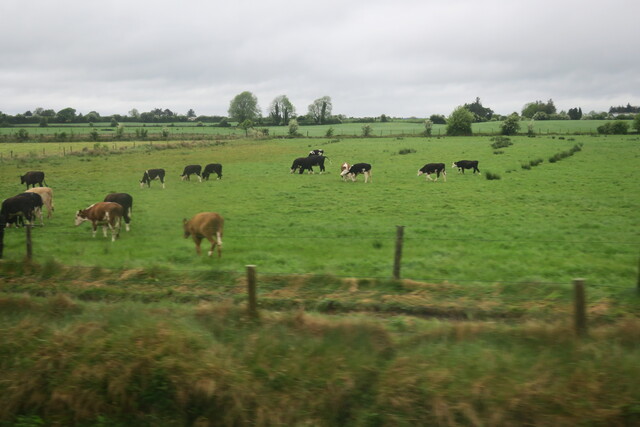 Коровы пасутся в Ирландии