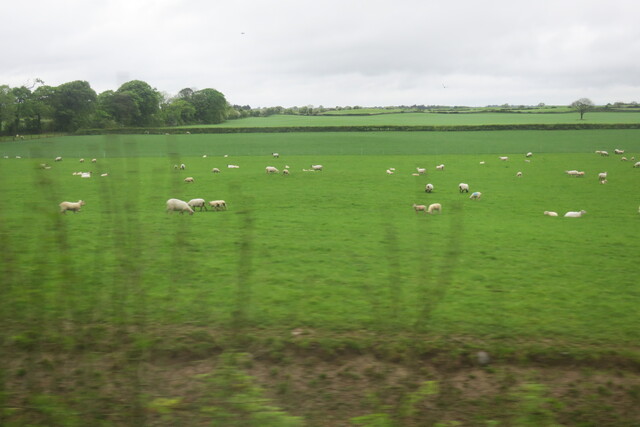 Овцы пасутся в Ирландии