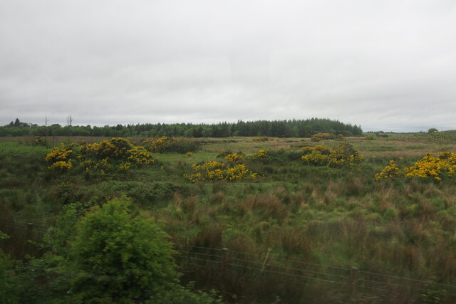 Поля с дроковыми зарослями