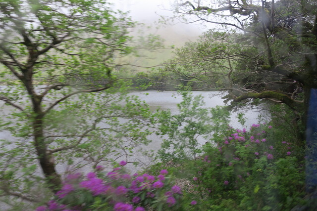 Живописное озеро и цветущее дерево