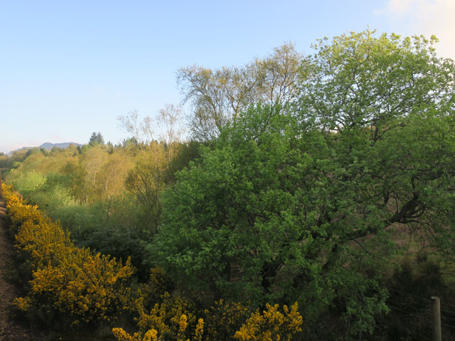 Пейзаж с зелёным деревом и зарослями дрока