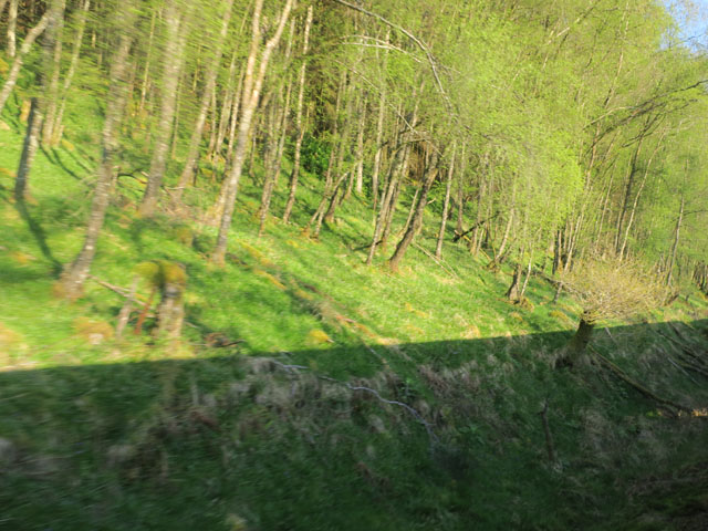 Лес в шотландском Хайлендсе