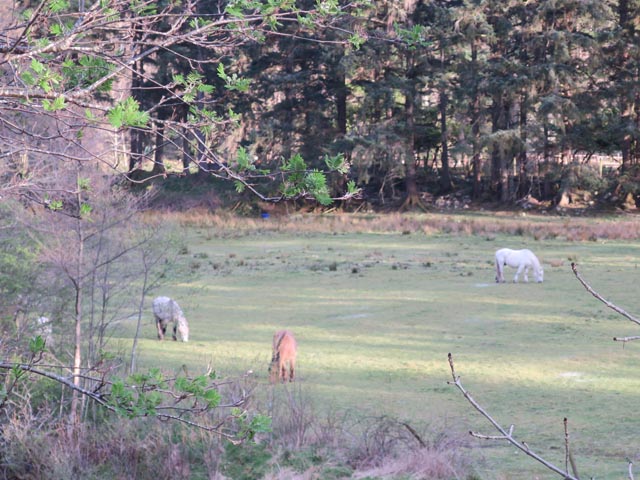 Лошади в Шотландии