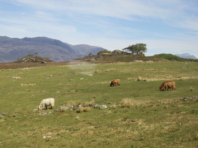 Коровы в Хайлендсе