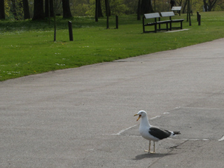  Duthie Park
