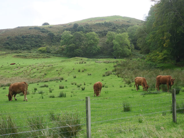 Короы у замка Дунолли