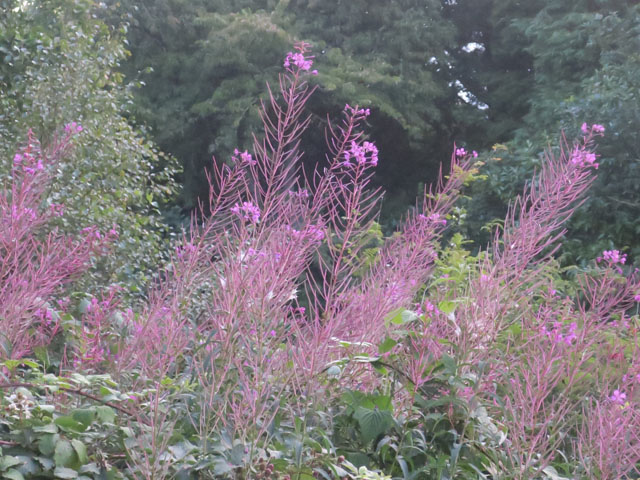 Иван-чай в Шотландии