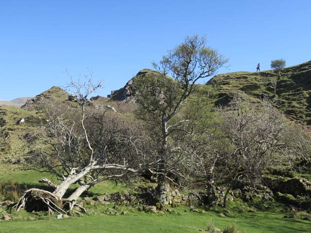 Fairy Glen