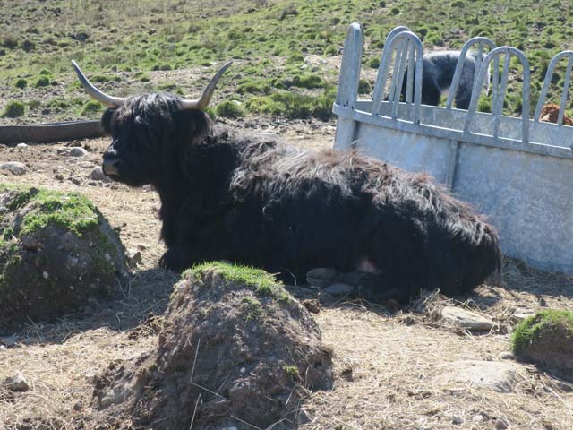 Хайлендские коровы с чёлками