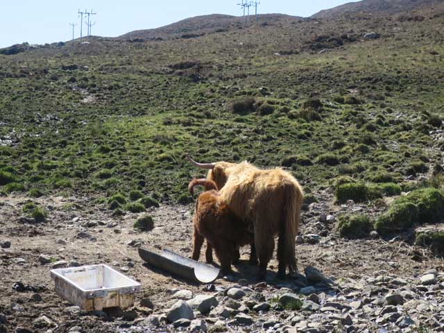 Хайлендские коровы с чёлками