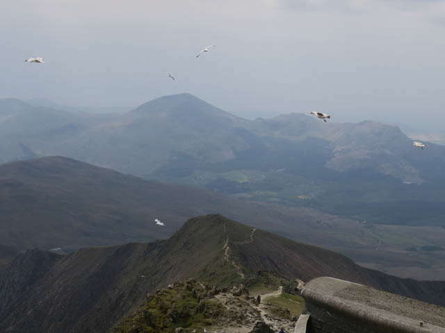 Чайки летают хвостом вперёд