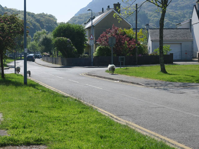 Центральная улица Llanberis-а. Гуляют овцы