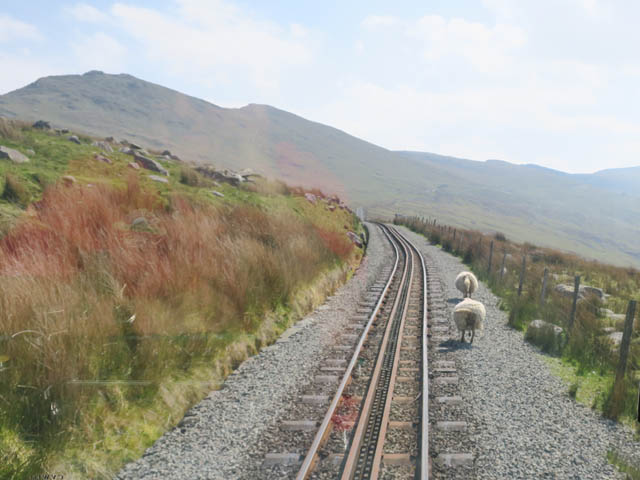 Овцы собираются перебегать пути