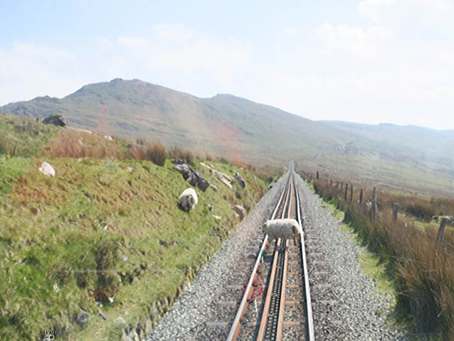 Овцы перебегают пути