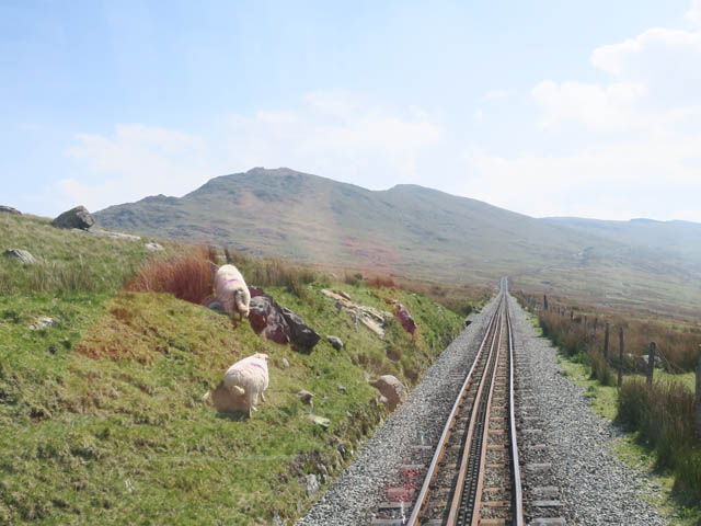 Овцы перебежали пути